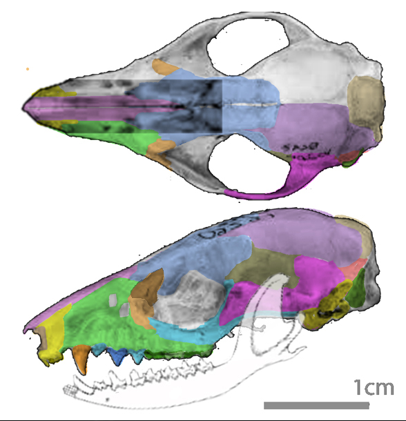 Marmosa skull