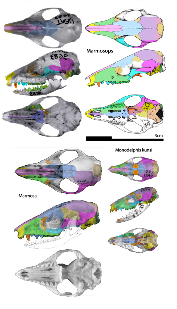 Marmosops skull