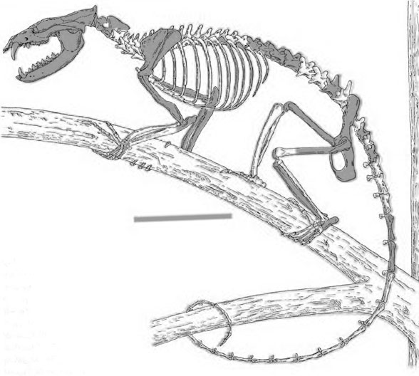 Mayulestes in vivo