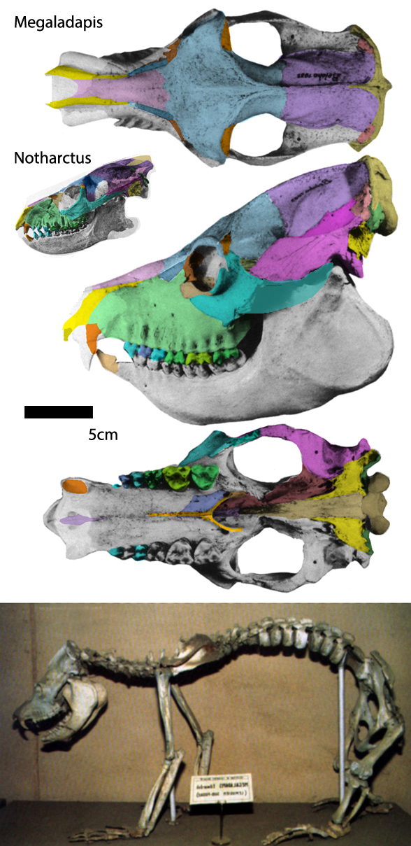 Megaladapis skull and skeleton