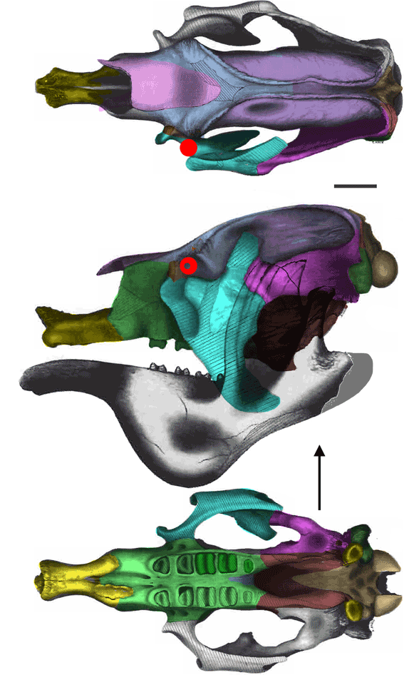 Megatherium skull