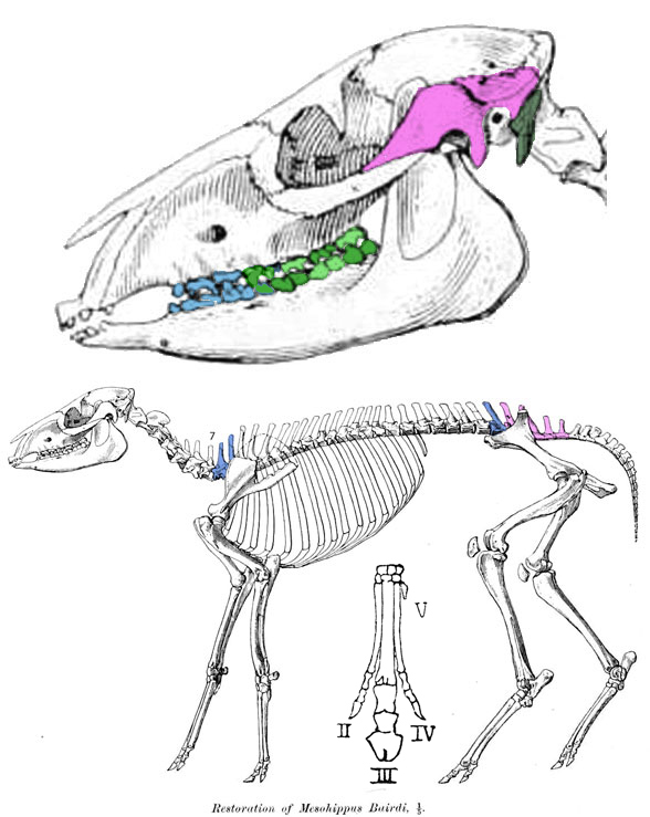 Mesohippus