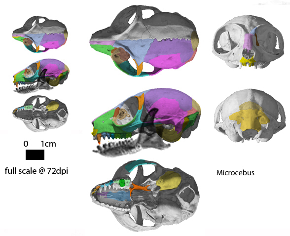 Microcebus skull 5 views