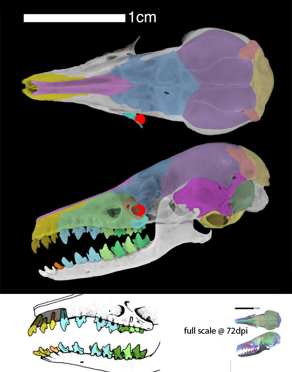 Microgale skull