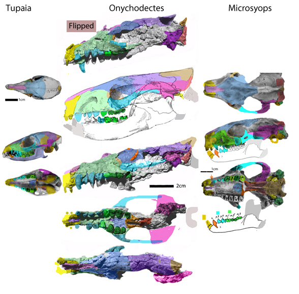 Microsyops and Onychodectes
