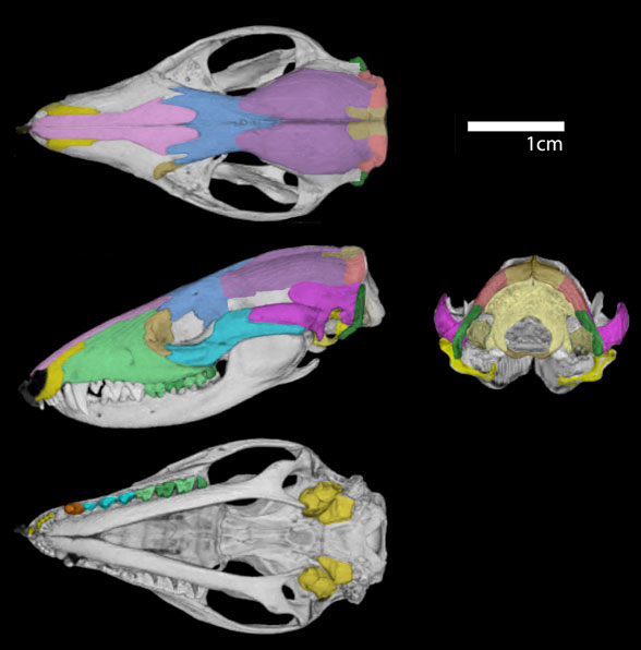 Monodelphis skull