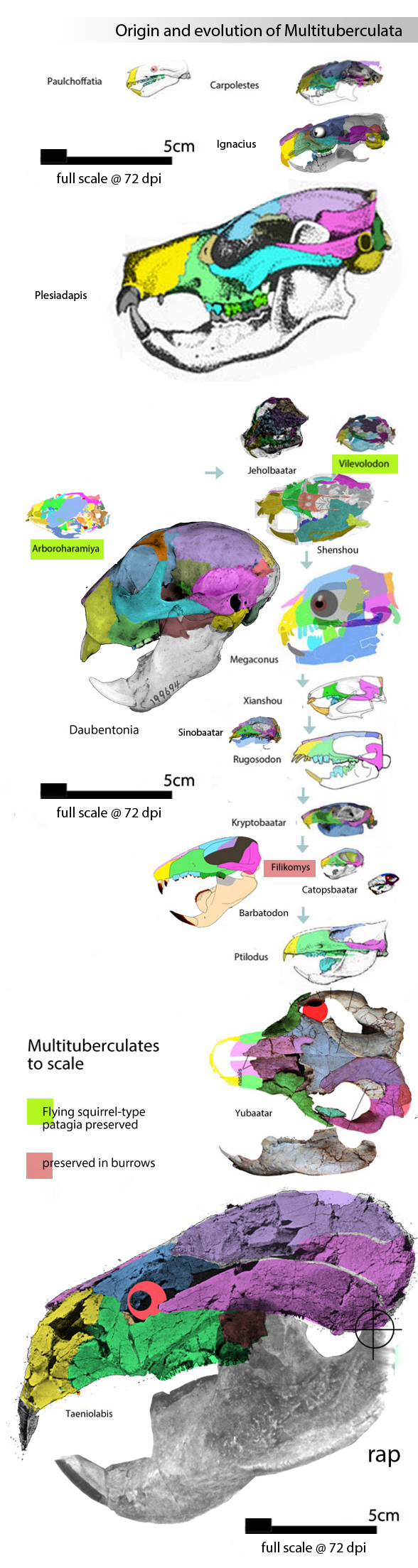 Multituberculates to scale