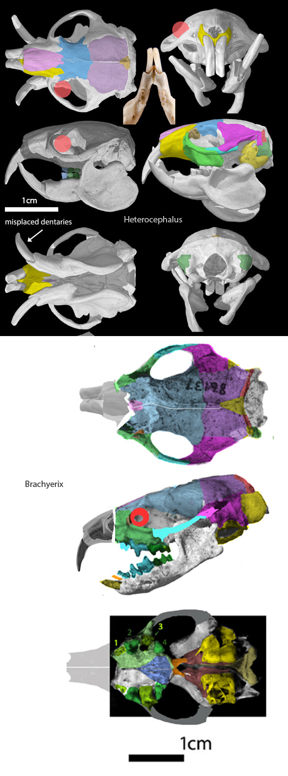 heterocephalus