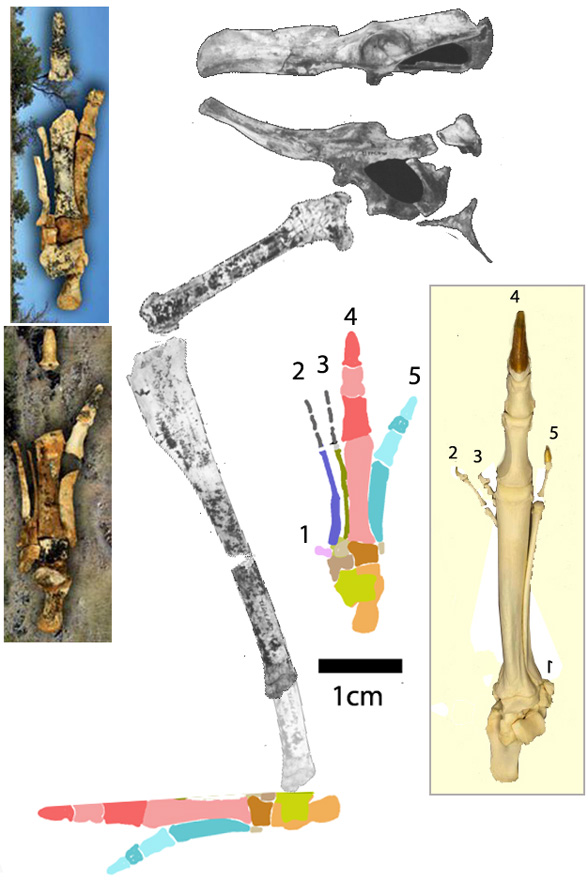 Nambaroo hind limb and pes