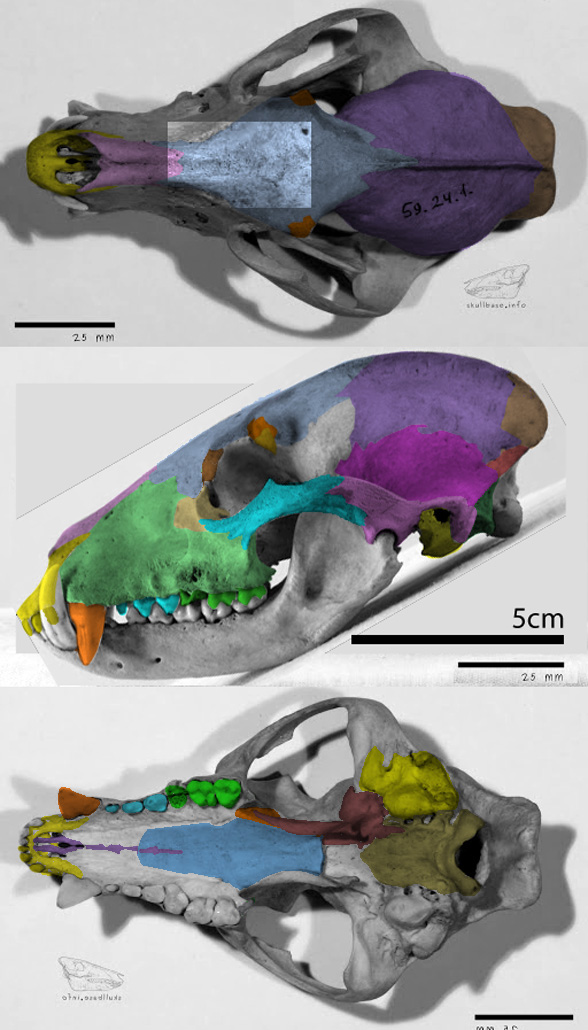Nasua coatimundi skull