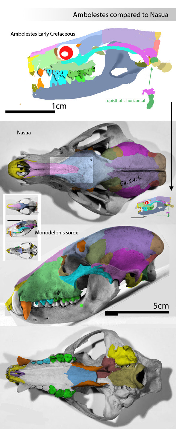 Nasua coatimundi skull