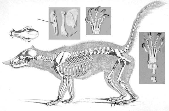 Nasua skeleton