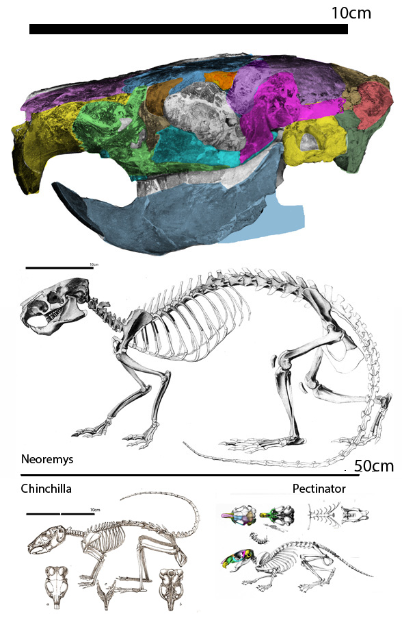 Neoremys skeleton and skull