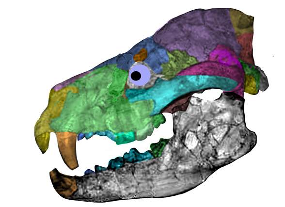 Amphicyon skull