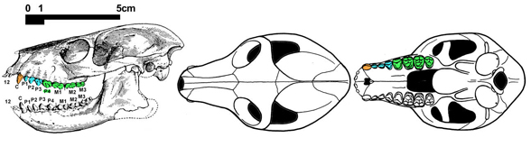 Notharctus skull