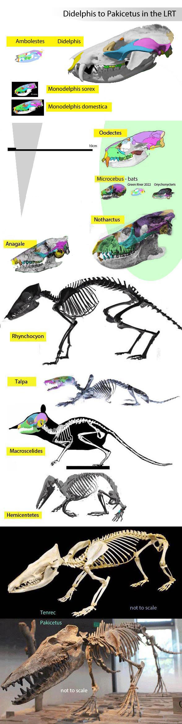 Odontocete ancesrtors