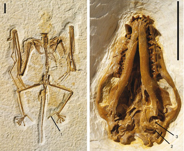 Onychonycteris skull in situ