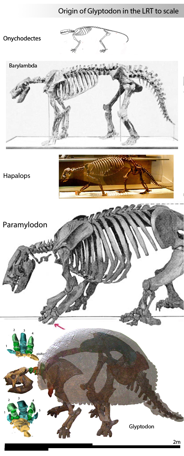 Onychodectes