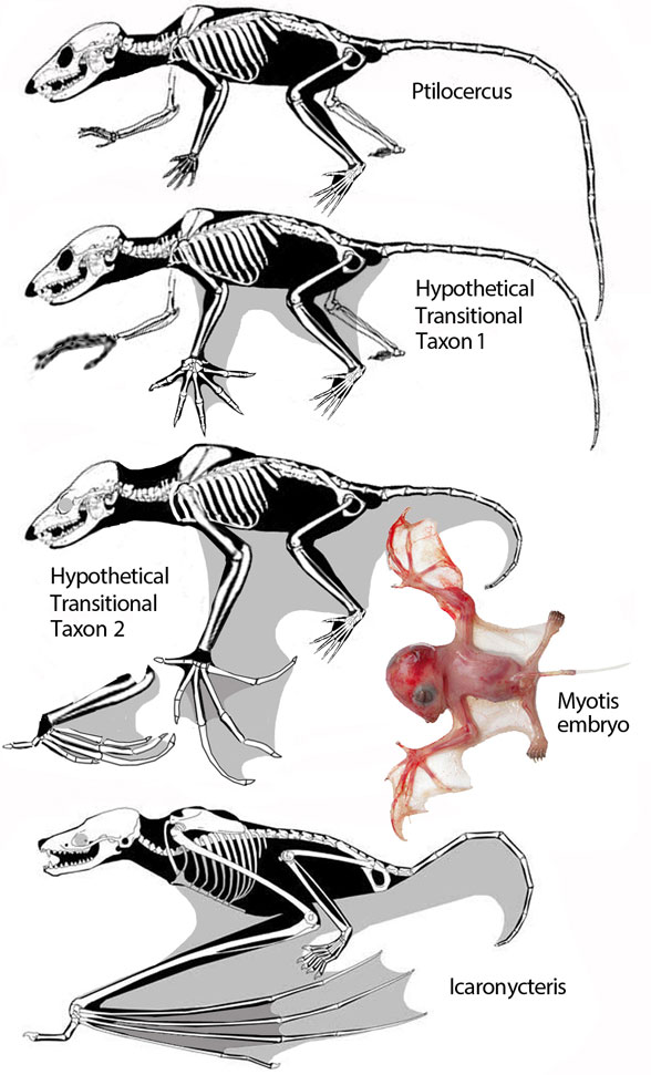 Origin and evolution of bats