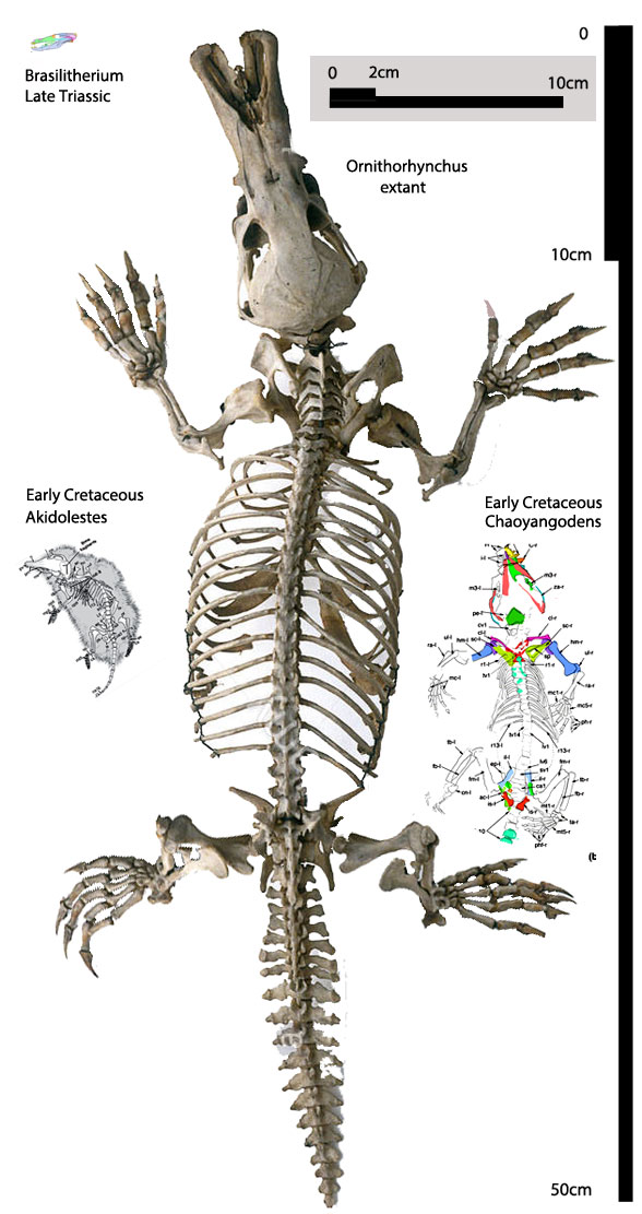 Ornithorhynchus 2 scale with Akidolestes