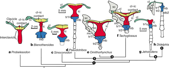 Ornithorhynchus sternum