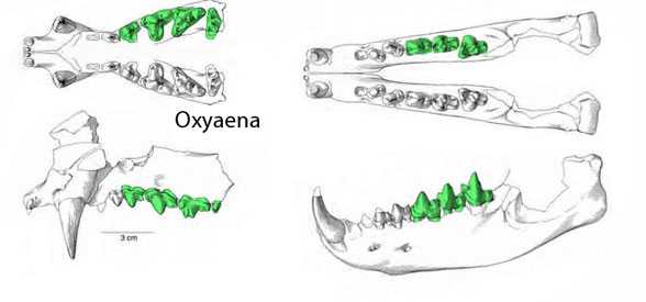 Oxyaena teeth