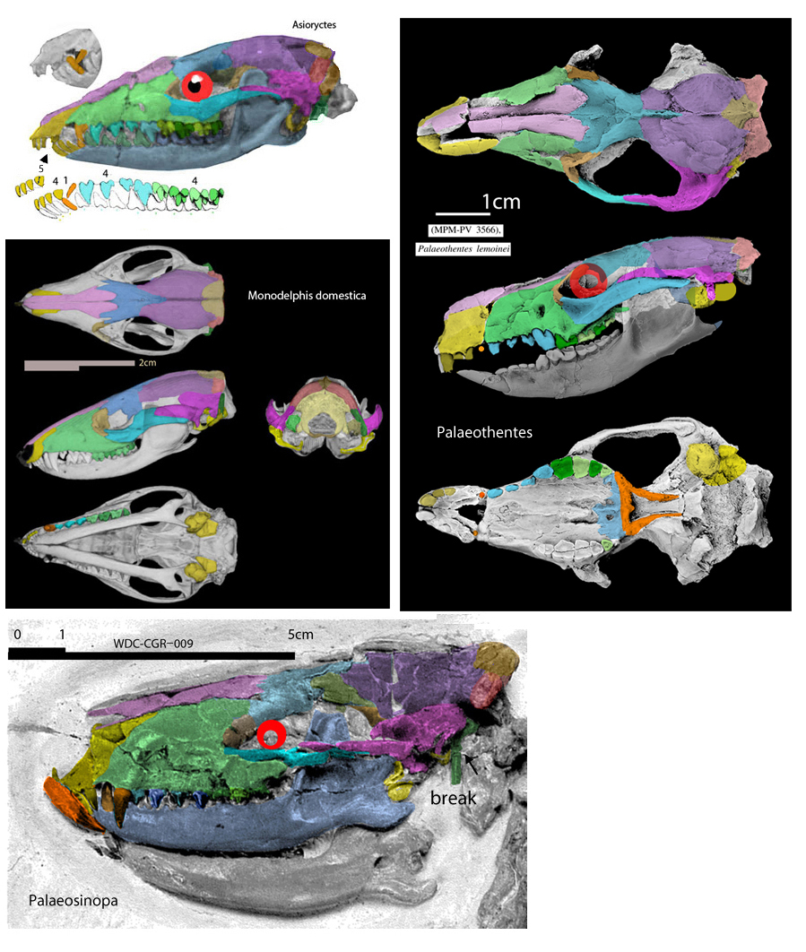 Palaeosinopa and Asioryctes