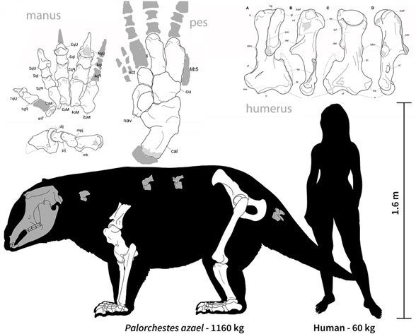 Palorchestes diagram