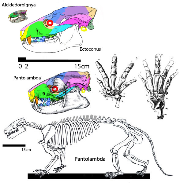 Pantolambda compared to Ectoconus