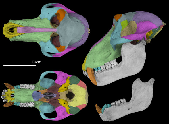 Papio skull