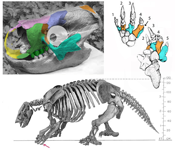 Paramylodon