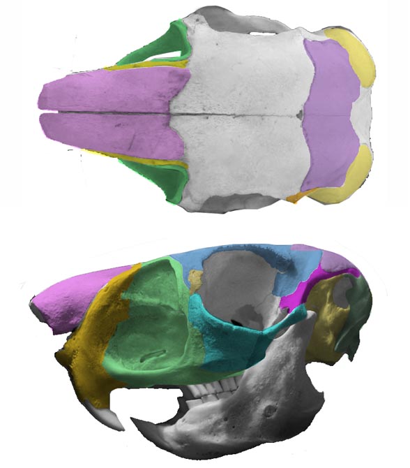 Pedetes skull