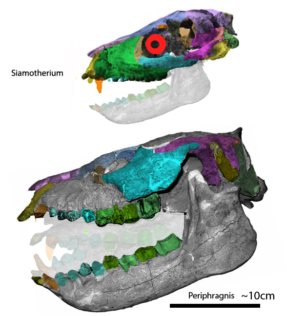 Periphragnis skull