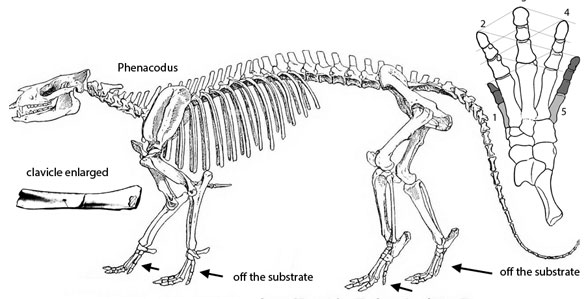 Phenacodus diagram