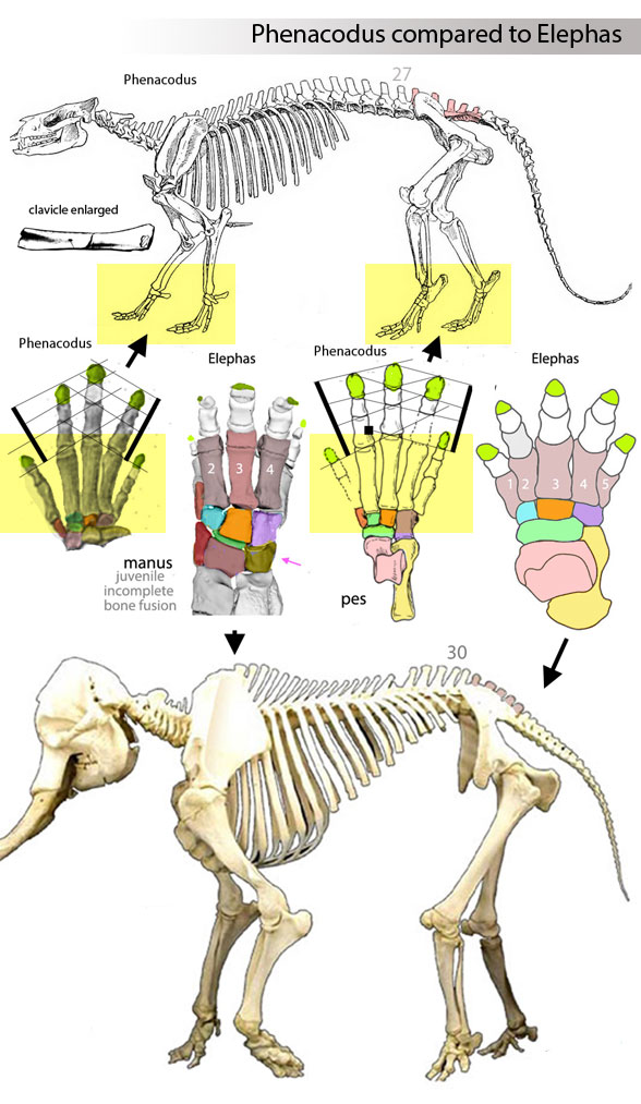 Phenacodus diagram