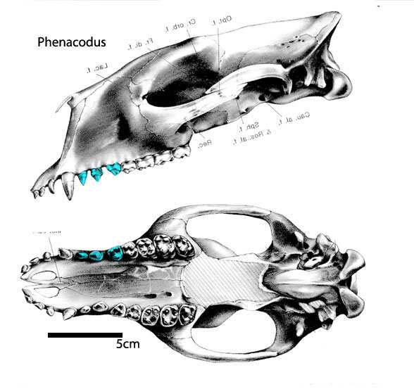 Phenacodus skull diagram