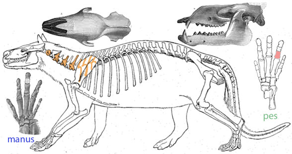 Phenacodus overall