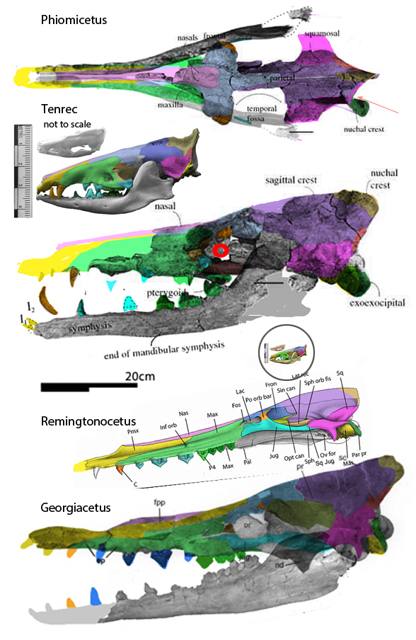 Phiomicetus anubis skull