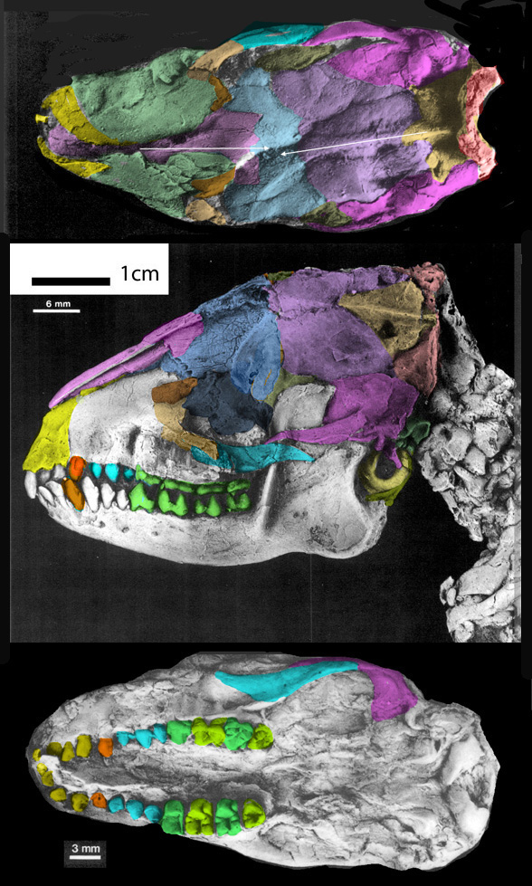 Pholidocercus skull