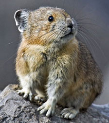 Pika genus: Ochotona in vivo