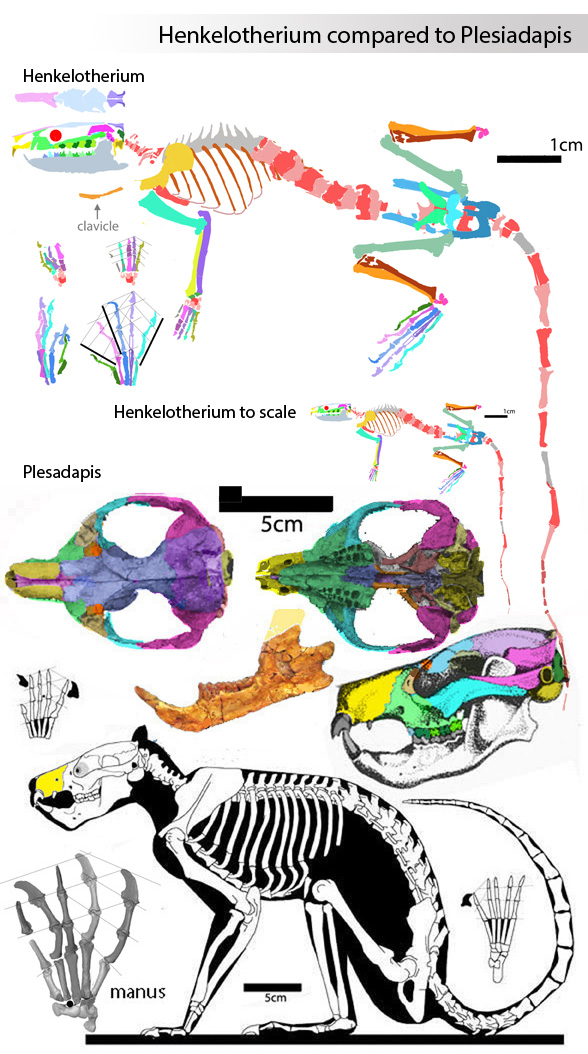 Plesiadapis