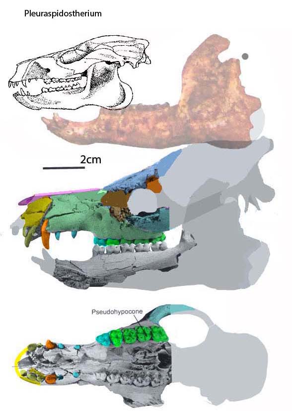 pleurospidotherium