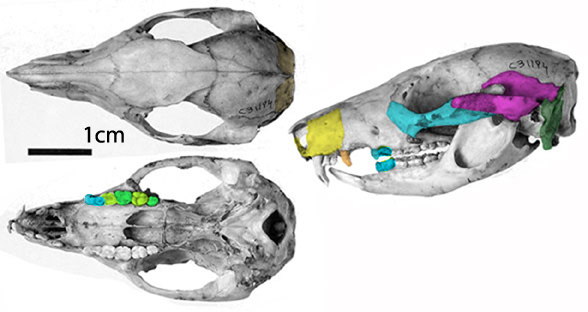 Potorous skull