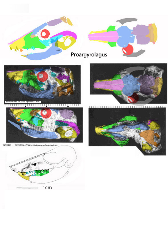 Proargyrolagus skull