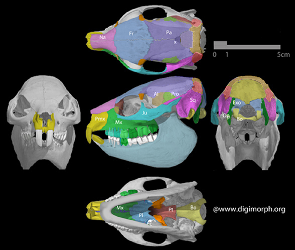 Procavia skull