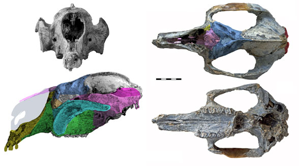 Propalorchestes skull