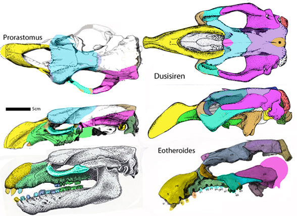 Prorastomus skull