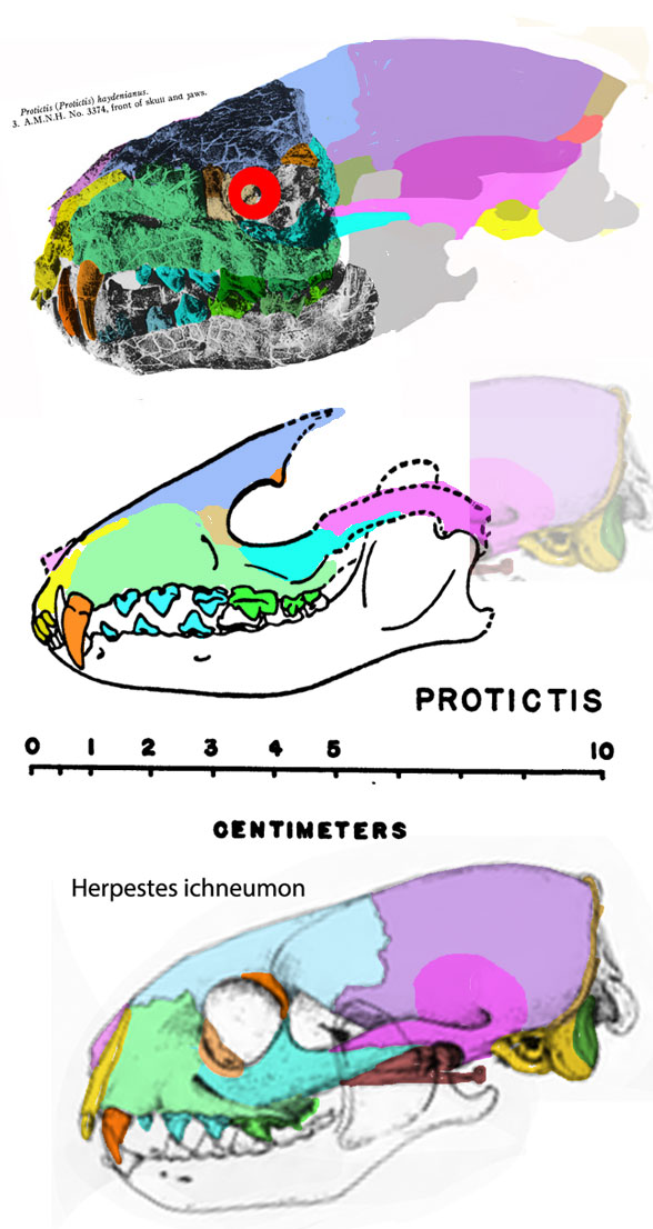 Protictis skull
