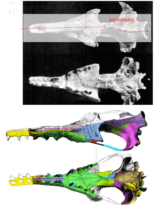 Protocetus skull