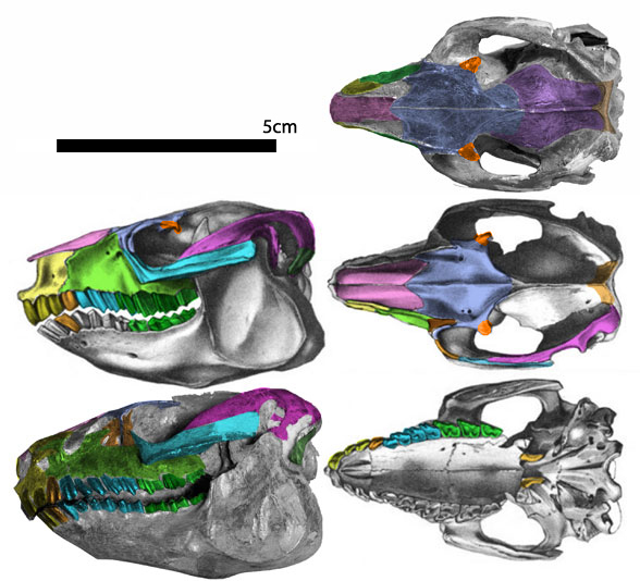 Protypotherium skull